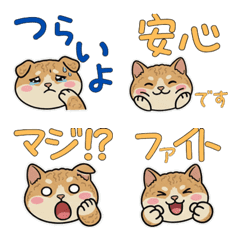 Round Cornish Rex  22