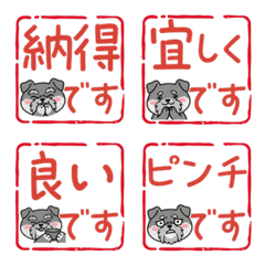 Seal Mini Schnauzer  48