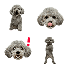 動く！トイプードル（シルバー）