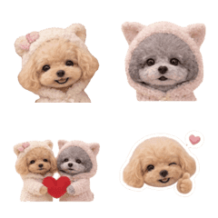 toy poodles(Ranmaru&Anzu)