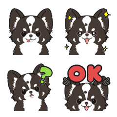 Fluffy Chihuahua chocolate tan