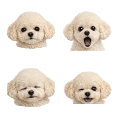 Fluffy Bear-Like Pup for Everyday Use