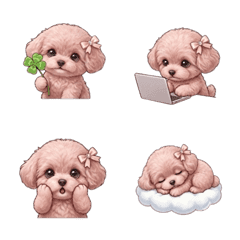 Beloved Maltipoo III