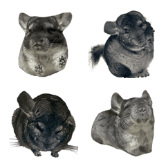 chinchilla_muumii