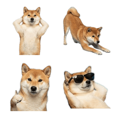 しば犬　実写