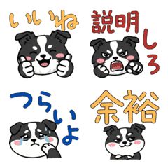 Round Border Collie  22