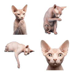 斯芬克斯貓 實寫