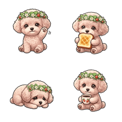 Beloved Maltipoo strawberry