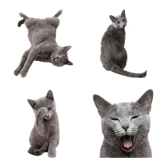 俄羅斯藍貓 實寫