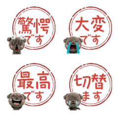 Hanko Neapolitan Mastiff 79