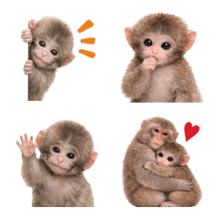 小猿くん絵文字