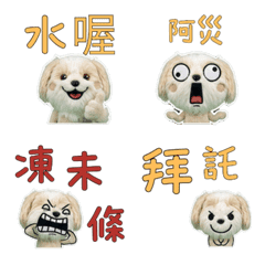 Moving Taiwanese Havanese 34