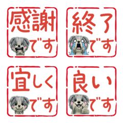 Moving Hanko Skye Terrier 44