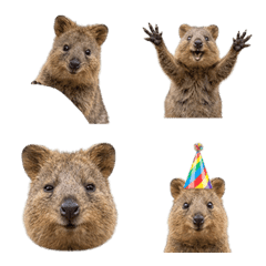 短尾矮袋鼠真人表演