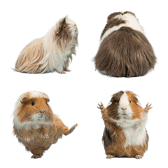 Peruvian guinea pig live action