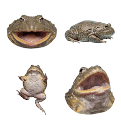 預算青蛙真人表演