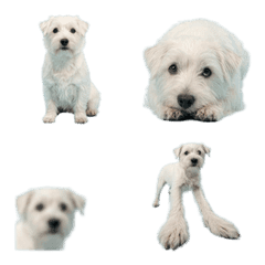 諾福克梗白色真人表演