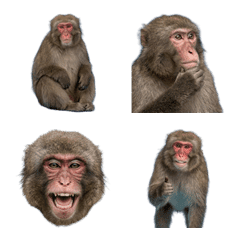 日本獼猴真人表演