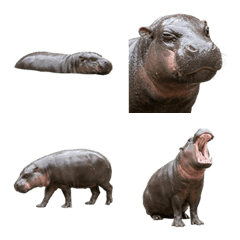 侏儒河馬真人表演