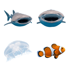 鯨鯊和朋友真人表演