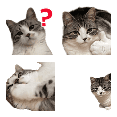 My Energetic Cat _ Animated Emoji