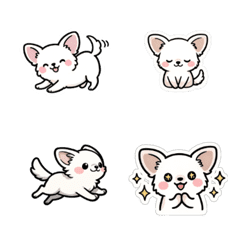 White Chihuahua