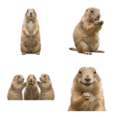 草原土撥鼠真人版