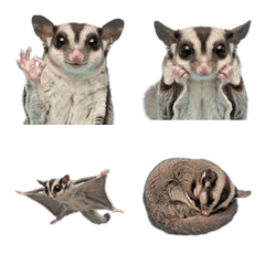 蜜袋鼯真人表演