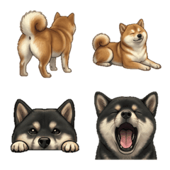 日常行為-柴犬