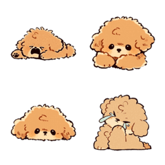 Little red poodle 2