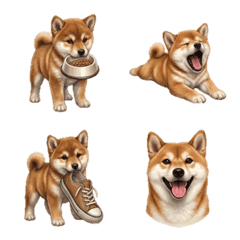 日常行為-柴犬2