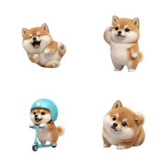 肥嘟嘟的柴犬 (ANMZ)