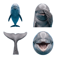 伊洛瓦底江海豚真人表演