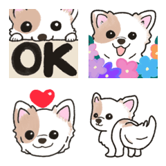 fluffy chihuahua 2(resale)