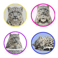 Greetings from the real Xiao Jie!