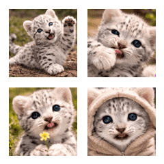 A real little white snow leopard Xiaojie