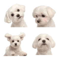 Cute Animal Emoji 04