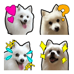 Mi-chan,a Japanese spitz