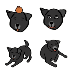 家有小狗叫黑糖1