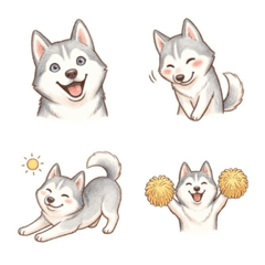 銀色西伯利亞哈士奇：日常實用篇