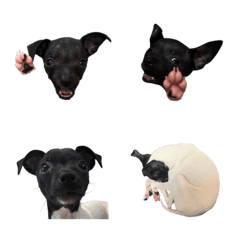 nihon terrier no NEGI moji