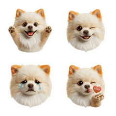 Expressive cute Pomeranian