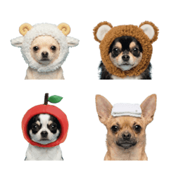 吉娃娃可愛頭套表情貼