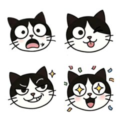 Hachio:The Expressive Tuxedo Cat
