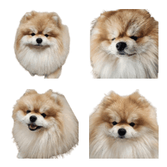 My pet Emoji.