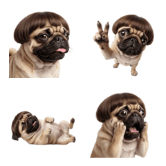 หมาปั๊กทรงผมสุดฮา