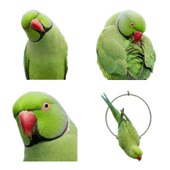 紅領緑鸚鵡!