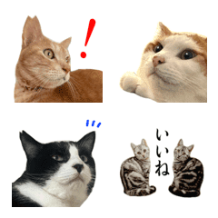 Emojis of a cat-friendly share house