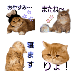 cute Minuet cat emoji