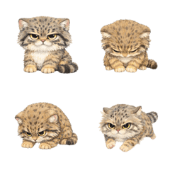 Cute Manul Cat Daily Emoji